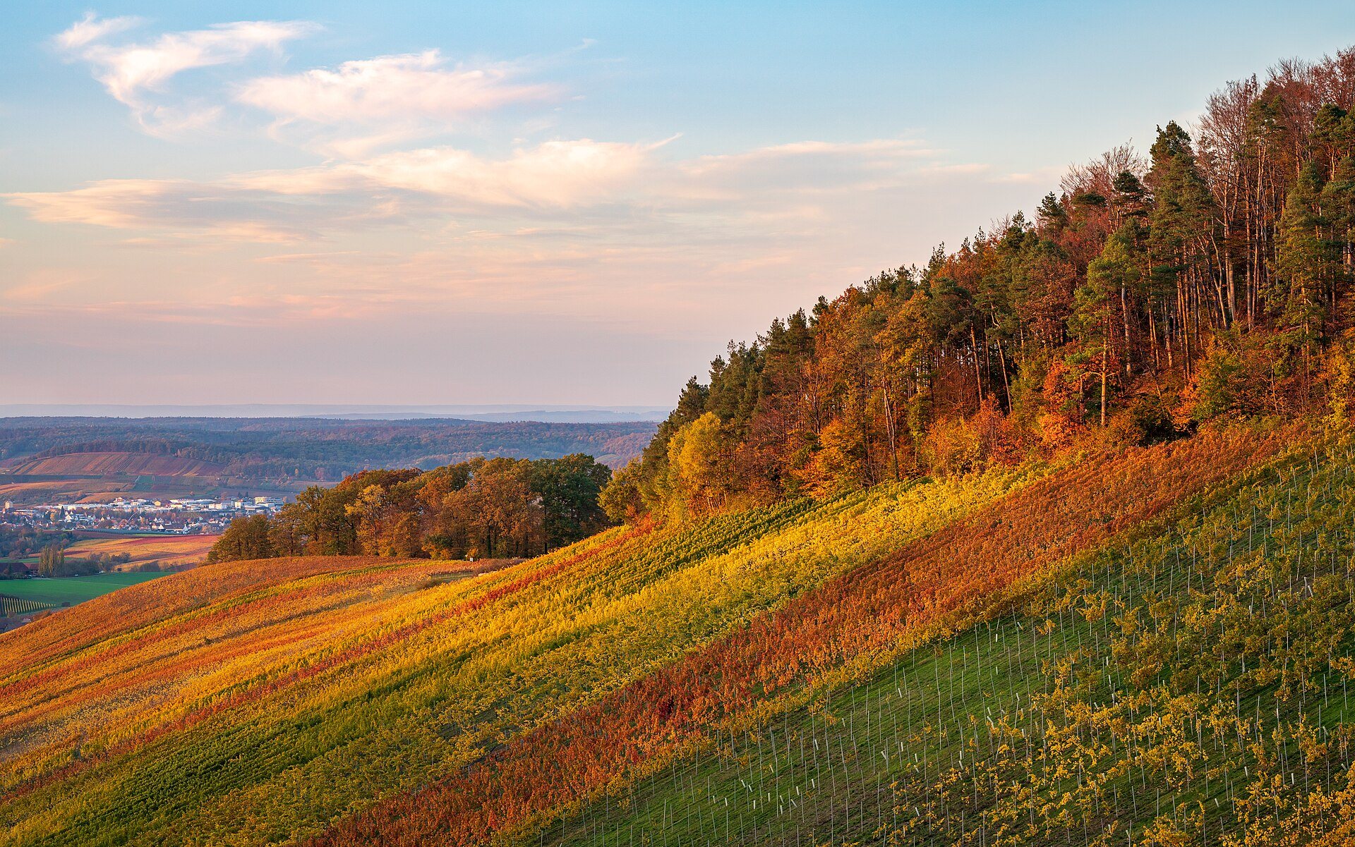 Vineyard at golden hour in Le Marche, Italy